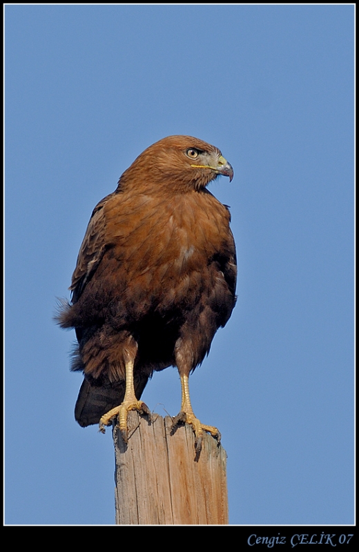 Common Buzzard