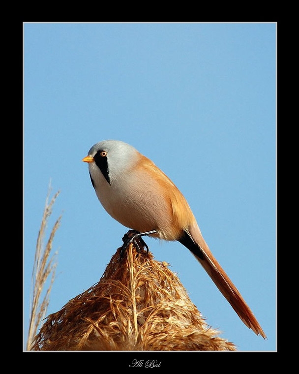Bearded Reedling