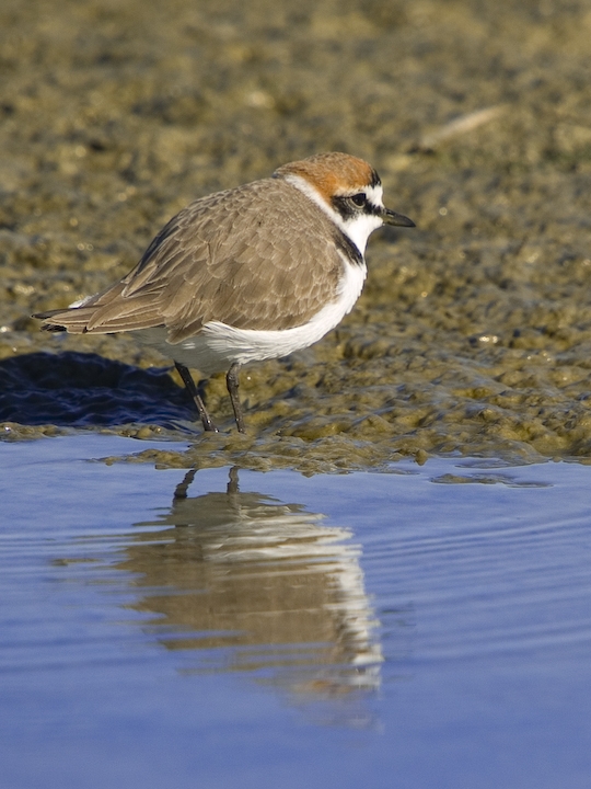 Kentish Plover