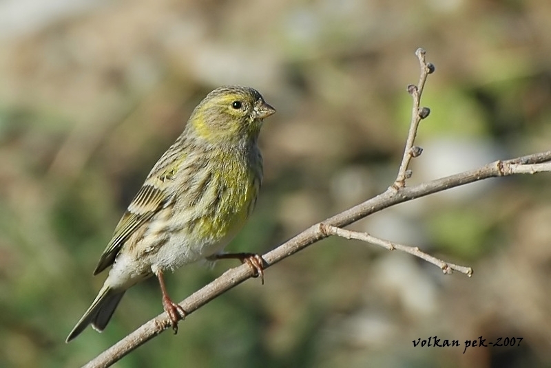European Serin