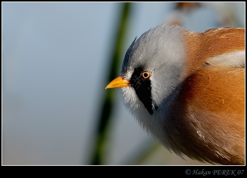 Bearded Reedling