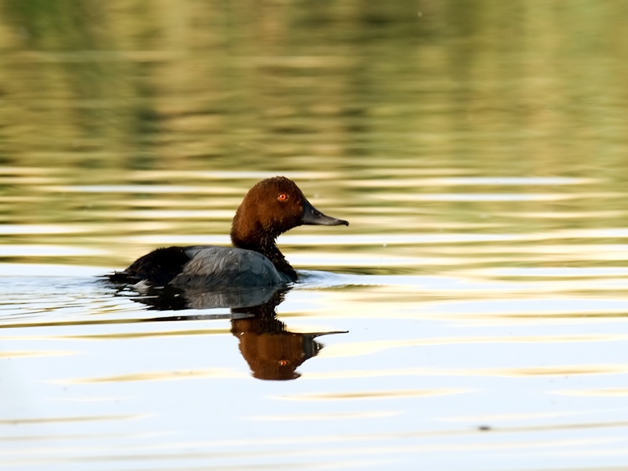 Common Pochard