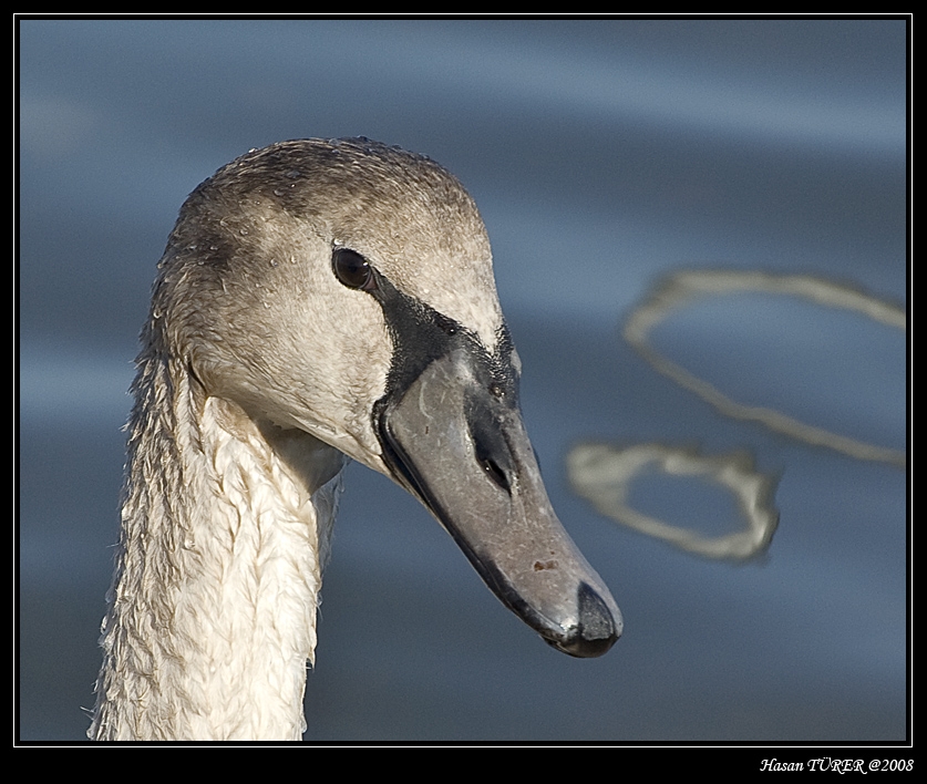 Mute Swan