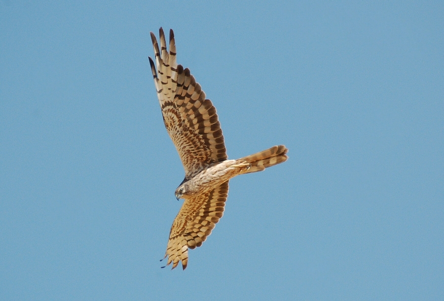 Montagu`s Harrier