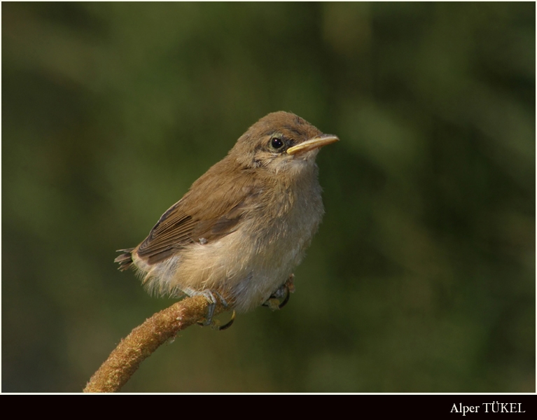 Common Reed Warbler