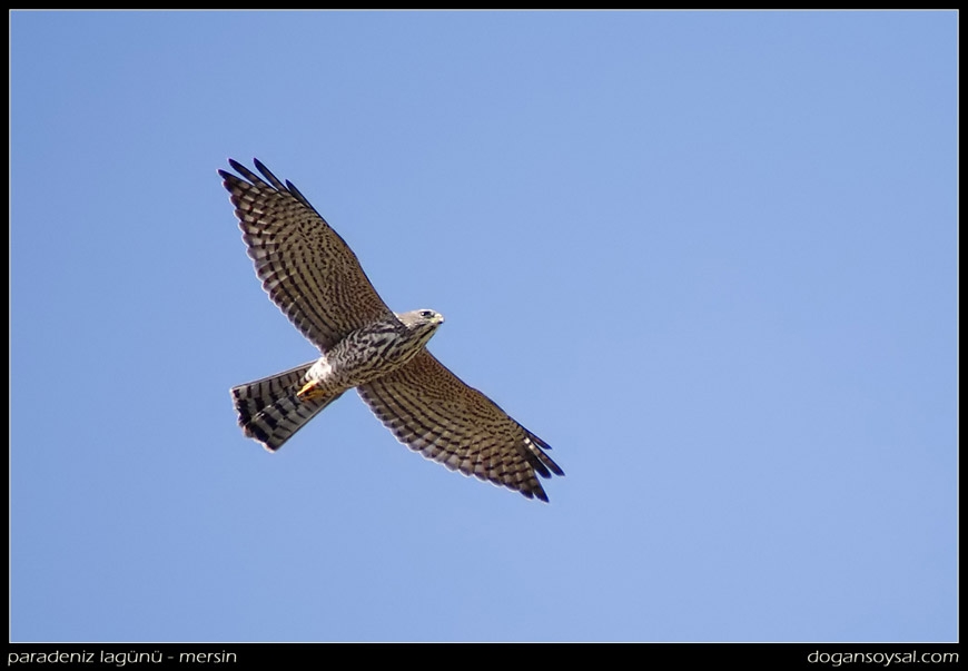 Levant Sparrowhawk