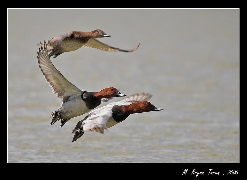 Common Pochard