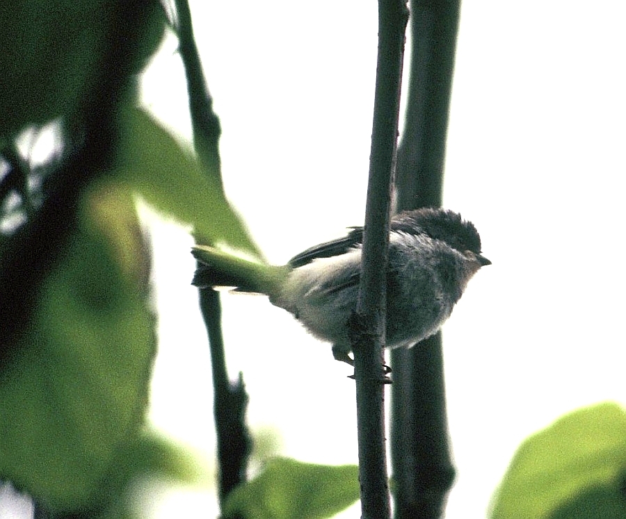 Long-tailed Tit