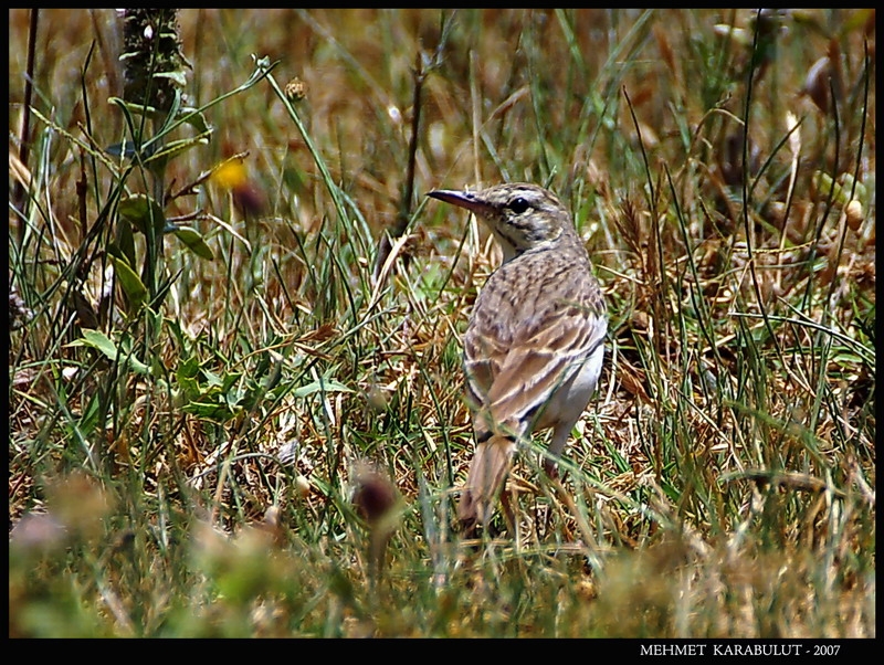 Tawny Pipit