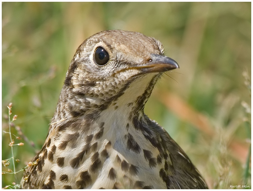 Mistle Thrush