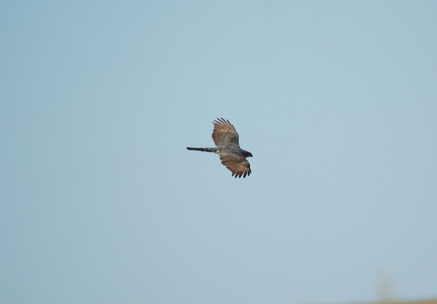 Eurasian Sparrowhawk