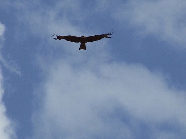 Black Kite