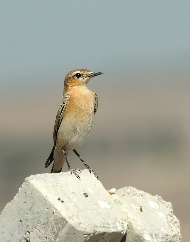 Northern Wheatear