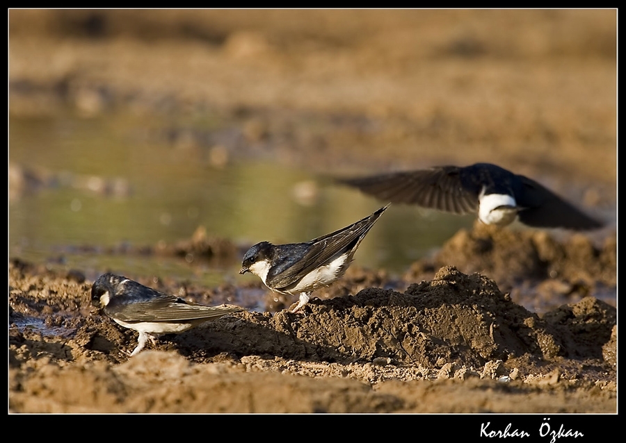 Western House Martin