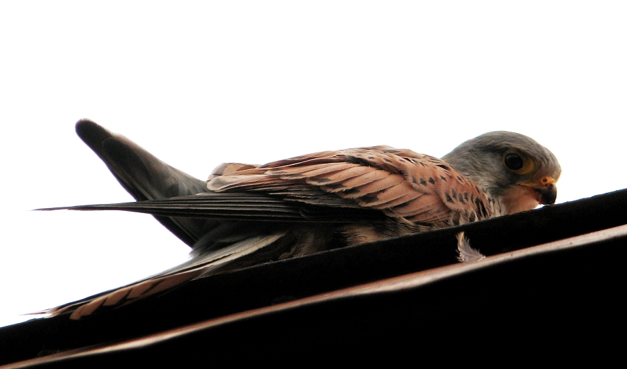 Common Kestrel