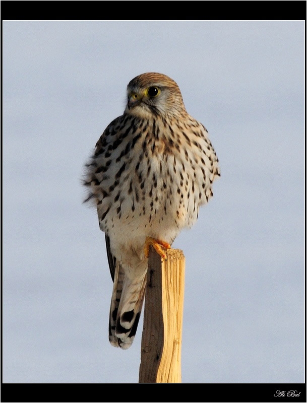 Common Kestrel