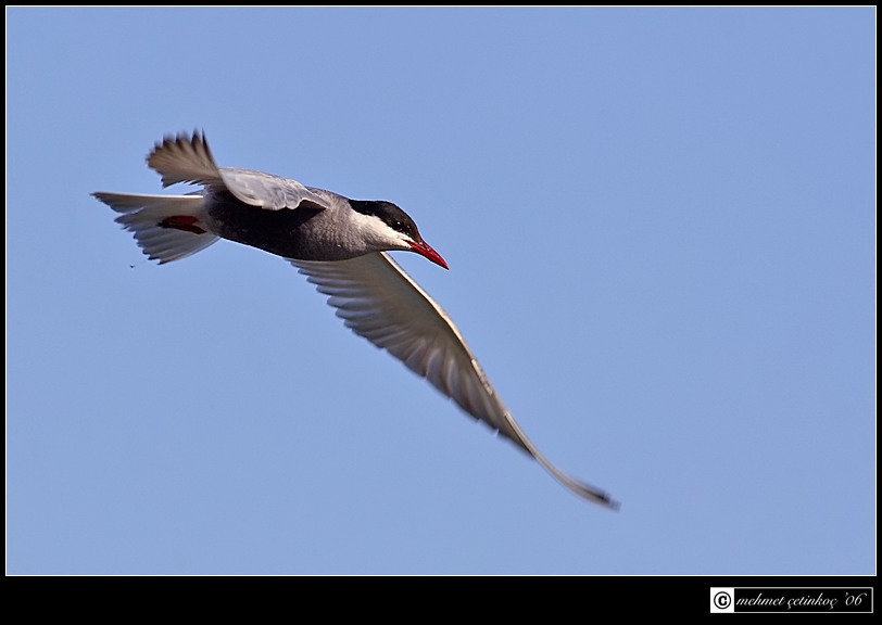 Whiskered Tern