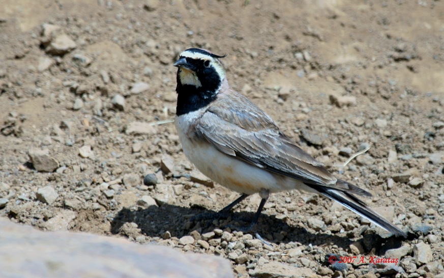 Horned Lark