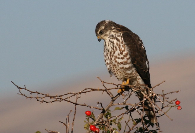 Levant Sparrowhawk