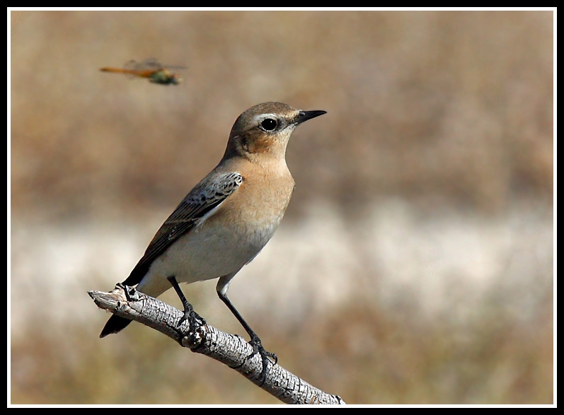 Northern Wheatear