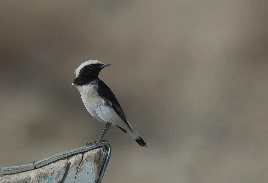 Finsch`s Wheatear
