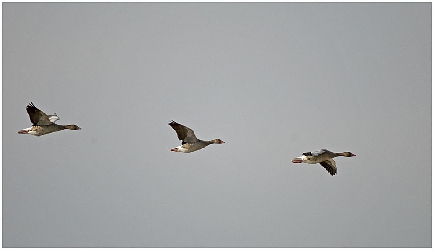 Greylag Goose