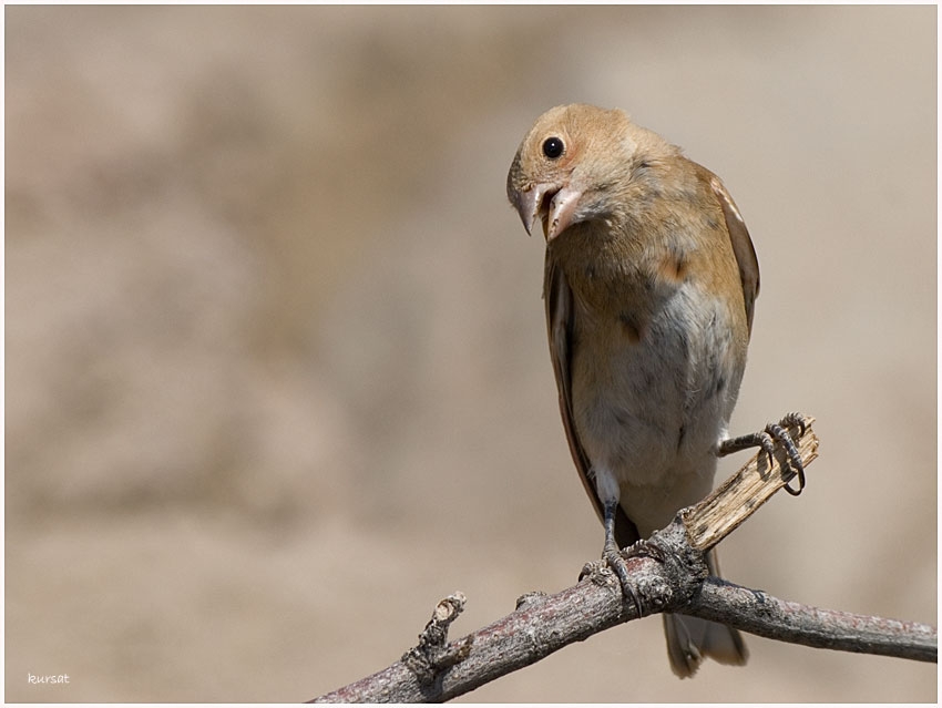 Crimson-winged Finch