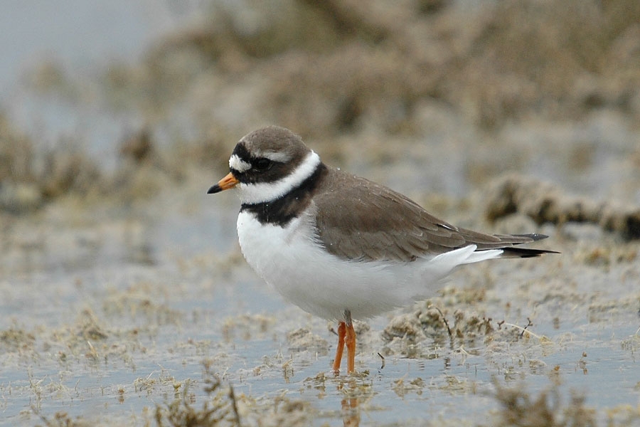 Common Ringed Plover