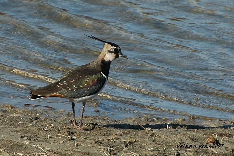 Northern Lapwing