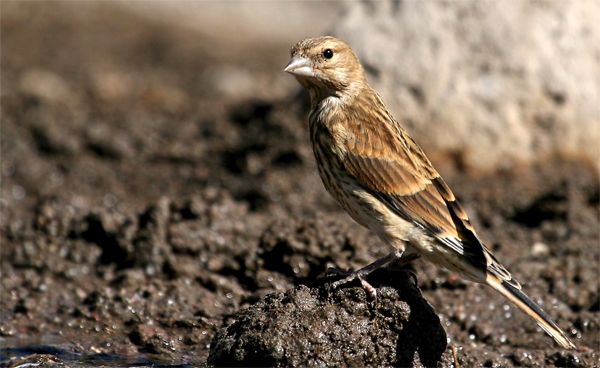 Common Linnet
