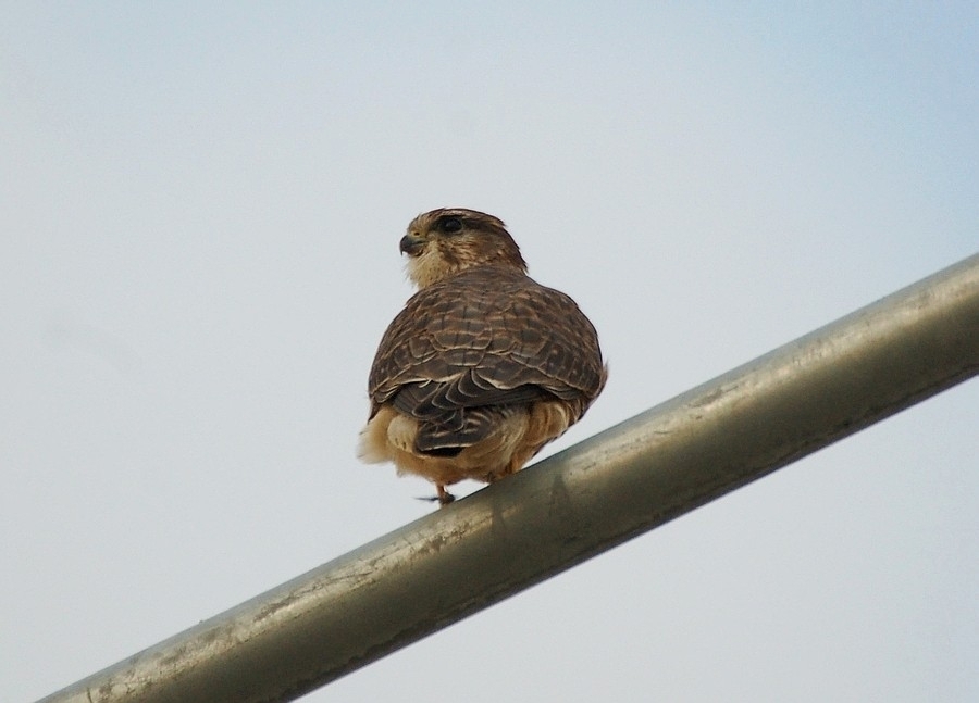 Merlin