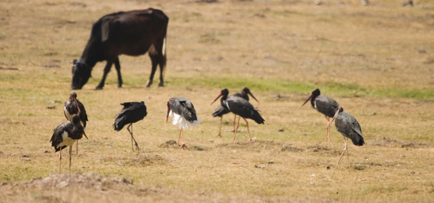 Black Stork