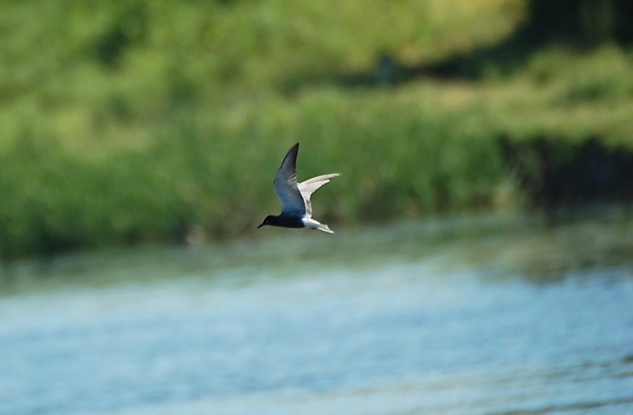 Black Tern