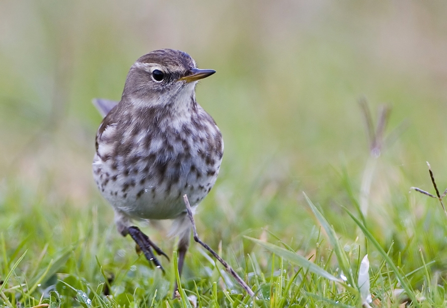 Water Pipit