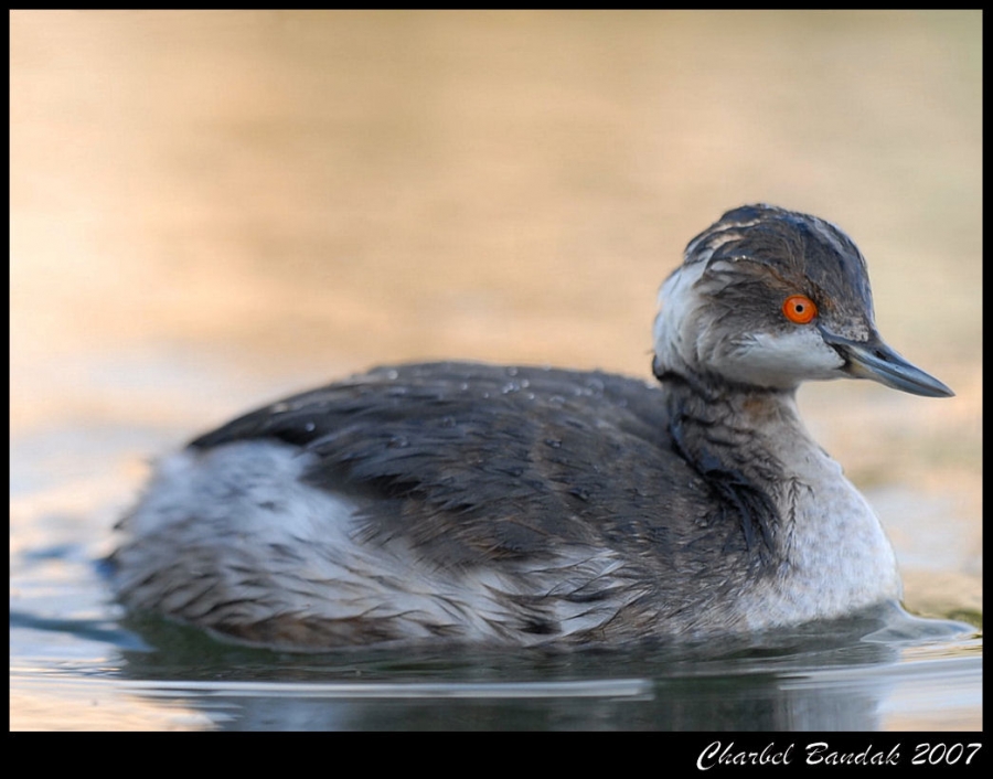 Black-necked Grebe