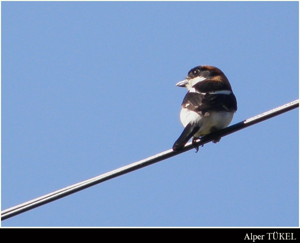 Woodchat Shrike