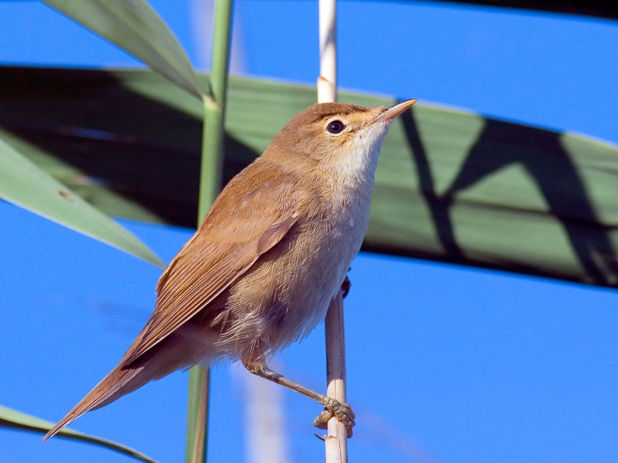 Common Reed Warbler