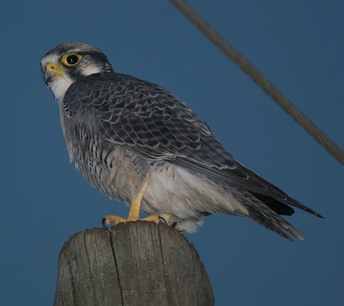 Lanner Falcon