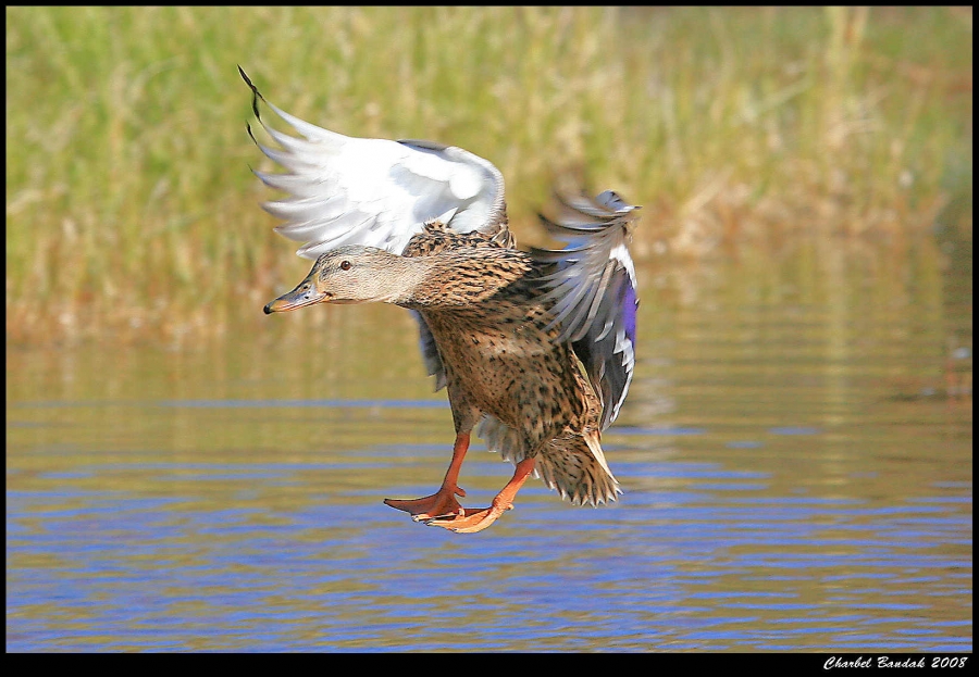 Mallard