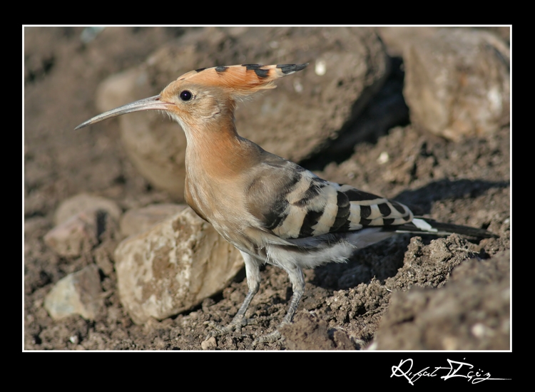 Common Hoopoe