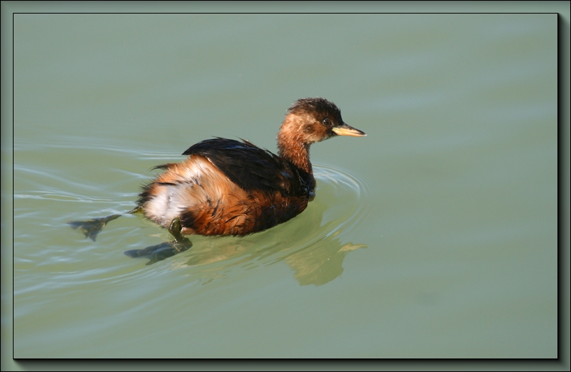 Little Grebe