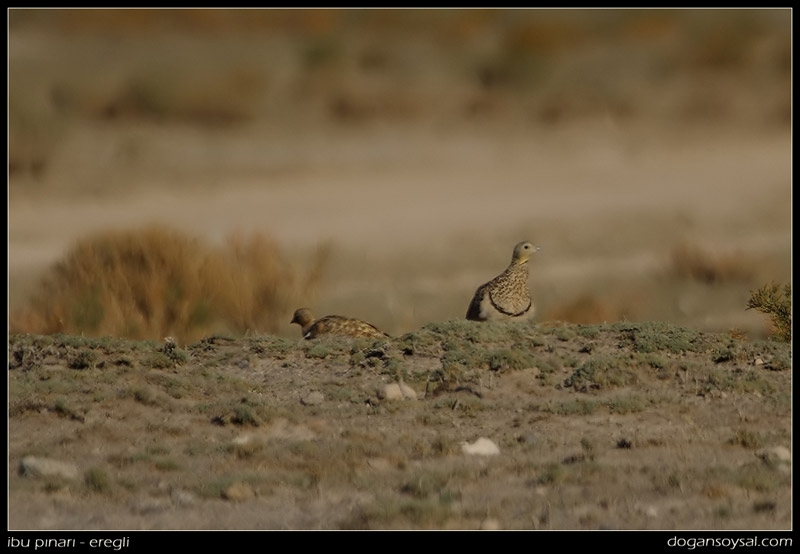 Black-bellied Sandgrouse