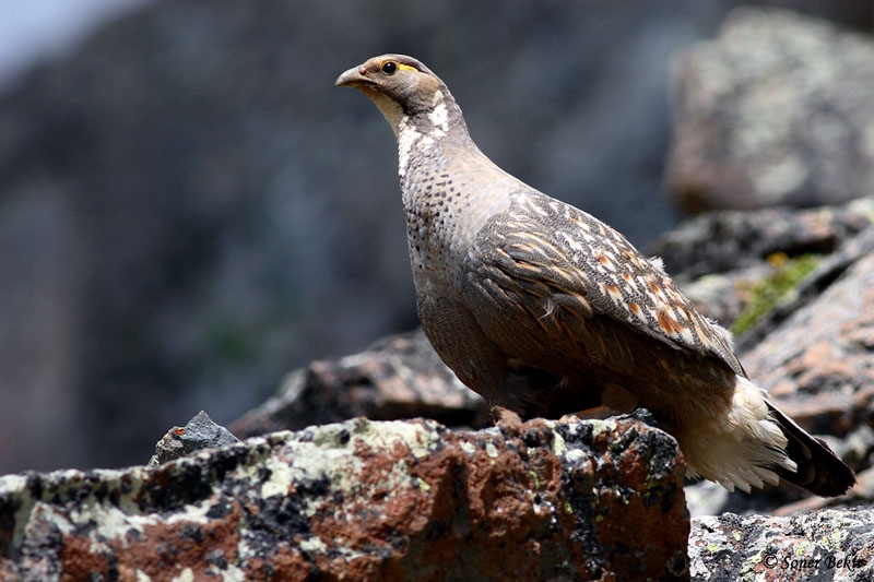 Caspian Snowcock