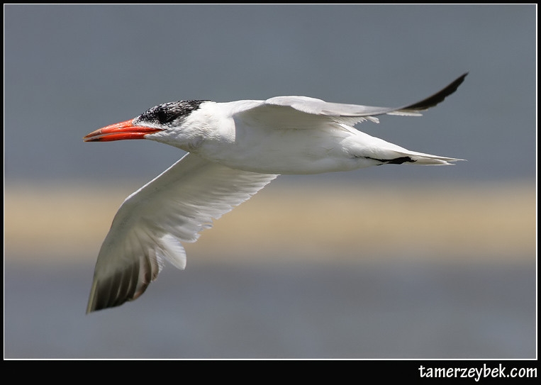 Caspian Tern