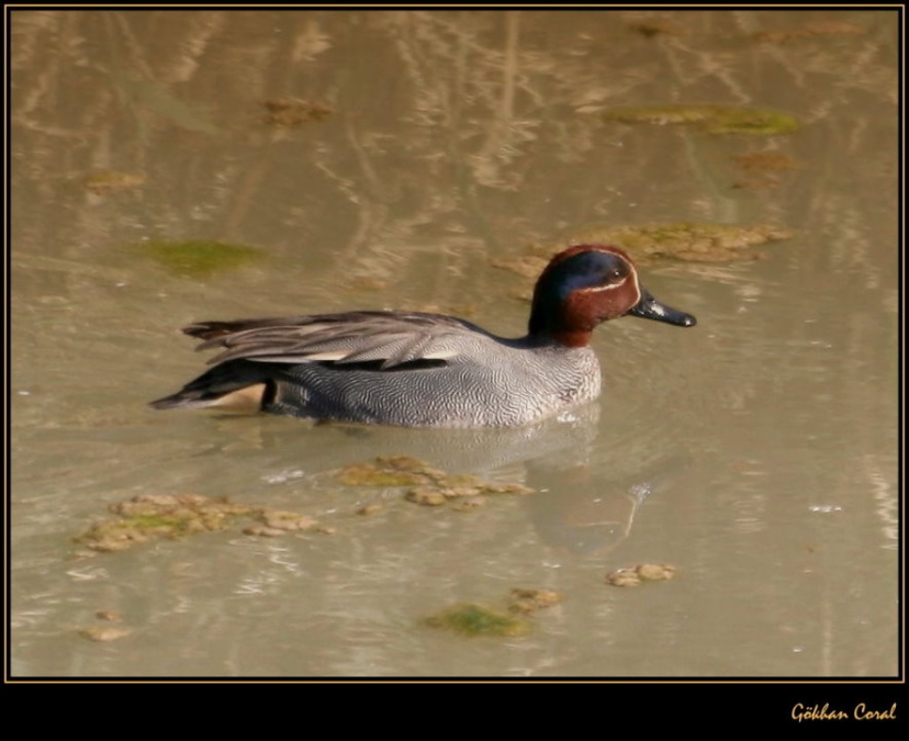Eurasian Teal