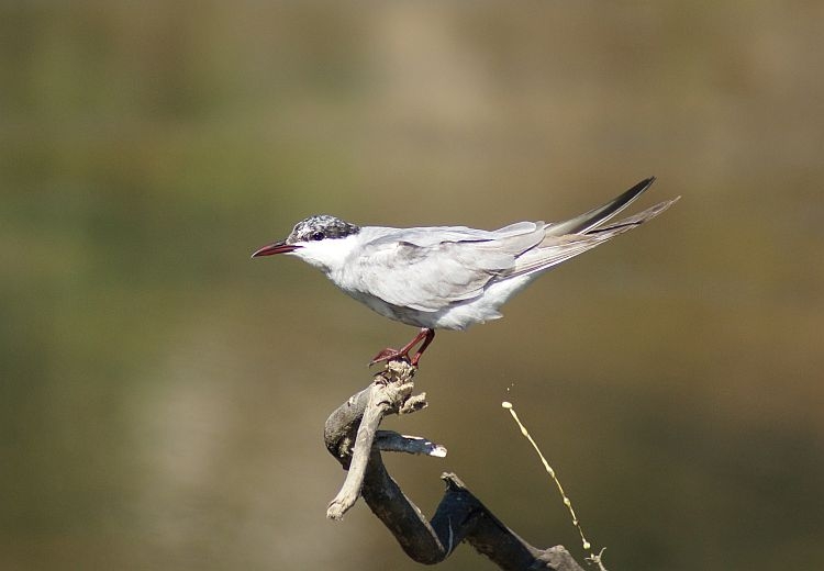 Whiskered Tern