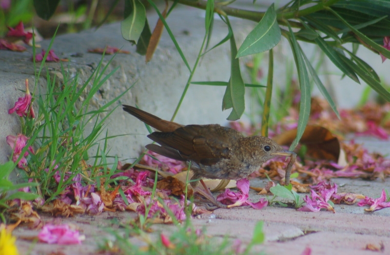 Common Nightingale