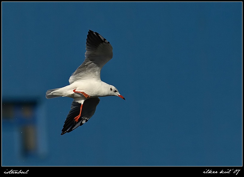 Black-headed Gull