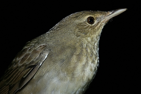 River Warbler