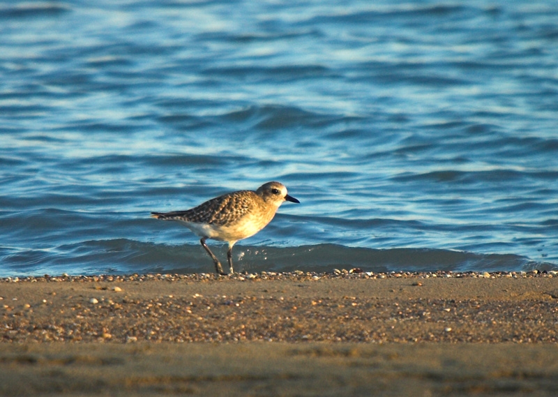 Grey Plover